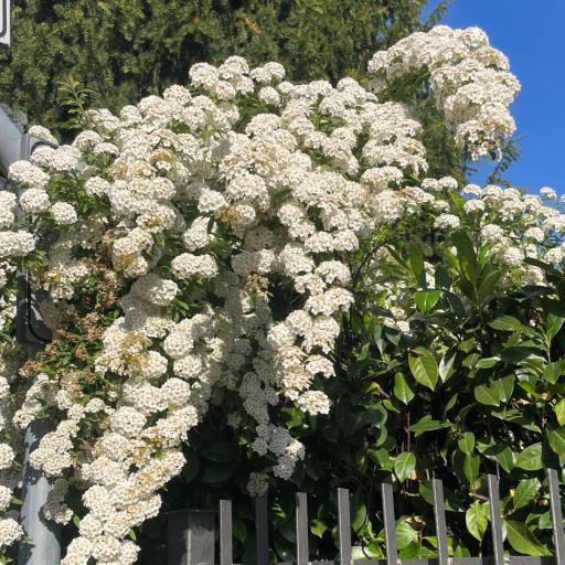 Hotelli Terme Antoniano
