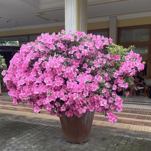 Hotelli Terme Antoniano