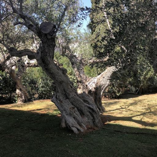  Vanha oliivipuu Dunes klubilla