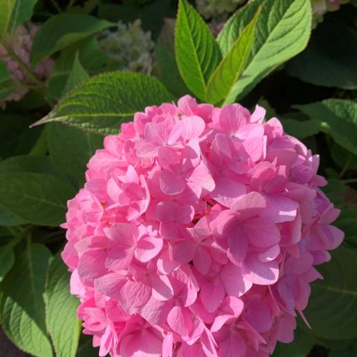 Ålands Golfkubin kaunis hortensia