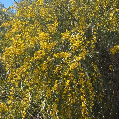 Mimosa kukki runsaasti