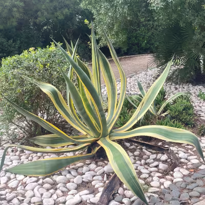 Komea aaloe 