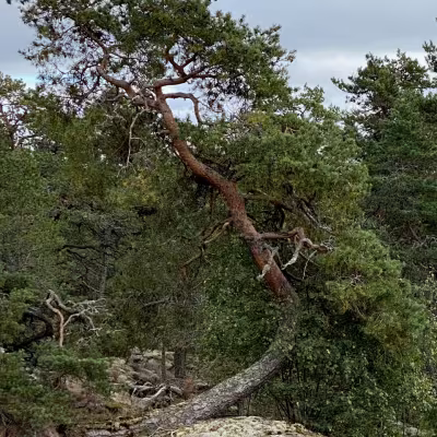 Kungsbanan, kuva Susanna Irjala